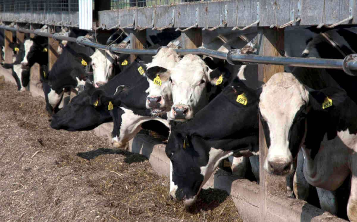 استفاده از جوش شیرین برای گاو های شیری و پرواری:
