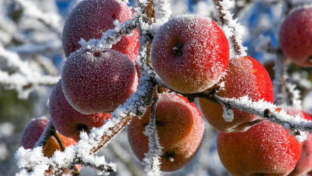 علائم سرمازدگی درختان میوه