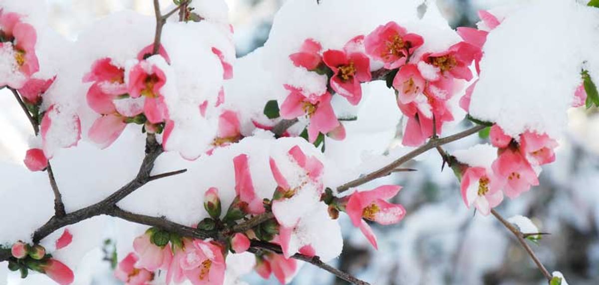 10 روش موثر برای جلوگیری از سرمازدگی درختان میوه مواردی که هر باغبان باید بداند