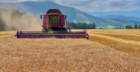 برنامه کوددهی گندم برای افزایش تناژ و کیفیت محصول