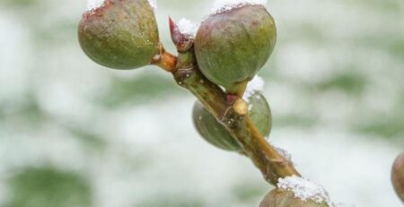  رازها و روش های محافظت از درخت انجیر در زمستان