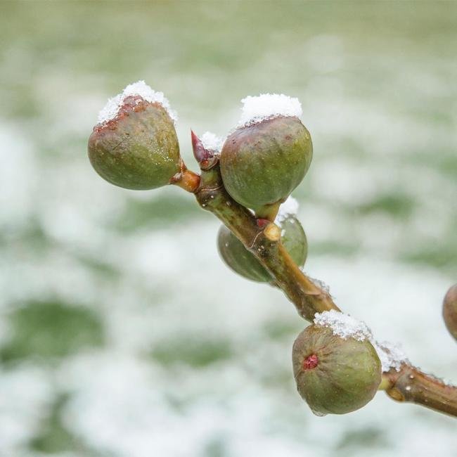  رازها و روش های محافظت از درخت انجیر در زمستان