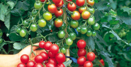 سولفات آمونیوم: راز پرورش گوجه فرنگی با عملکرد بالا