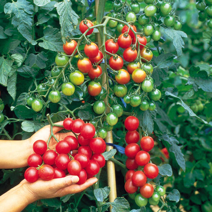 سولفات آمونیوم: راز پرورش گوجه فرنگی با عملکرد بالا