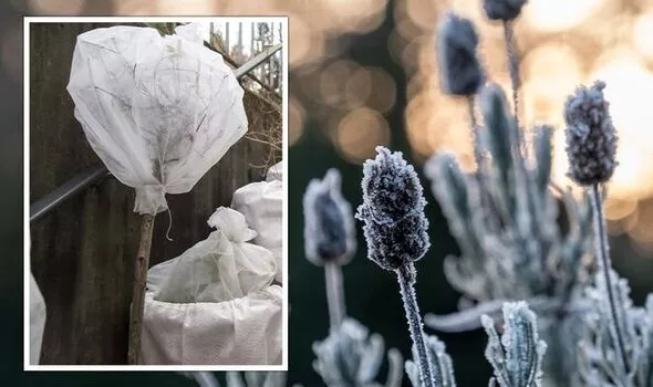 قهرمانان زمستانی باغ شما: راز مقابله با سرمازدگی بهاره