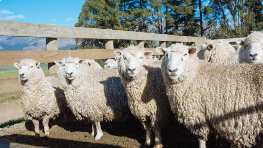 فواید استفاده از جوش شیرین دامی برای گوسفند