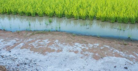 لبه بر شوری خاک: راهنمای انتخاب کود مناسب برای زمین های شور کشاورزی