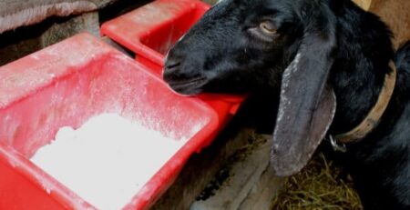 همه چیز درباره مصرف جوش شیرین دامی در گوسفندان: از مزایا تا مقدار مصرف