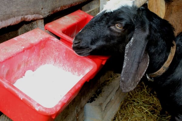 همه چیز درباره مصرف جوش شیرین دامی در گوسفندان: از مزایا تا مقدار مصرف