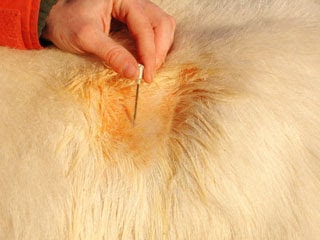 نحوه‌ی استفاده از جوش شیرین دامی برای درمان نفخ گوسفندان