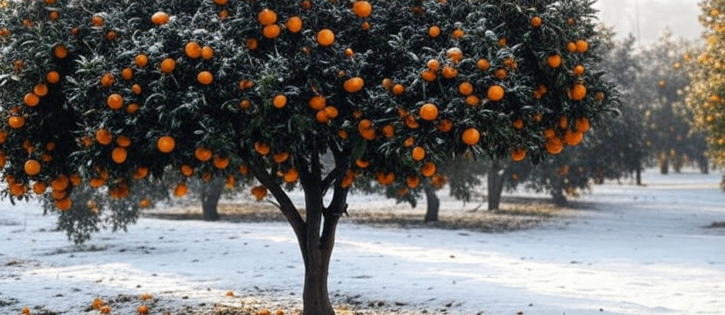 چگونه از مرکبات در برابر یخ‌ زدگی محافظت کنیم
