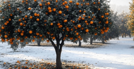 چگونه از مرکبات در برابر یخ‌ زدگی محافظت کنیم