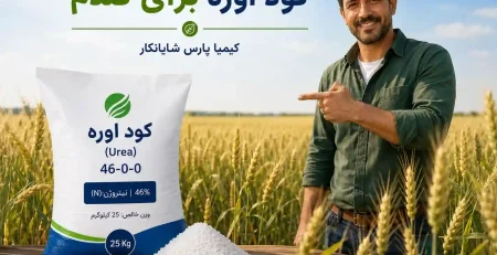کود اوره برای گندم؛ راهنمای کامل زمان مصرف، مقدار مصرف، سرک اوره و خرید کود سفید گندم