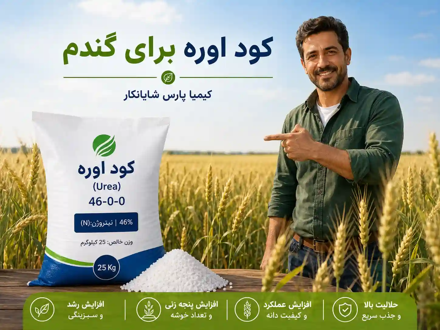 کود اوره برای گندم؛ راهنمای کامل زمان مصرف، مقدار مصرف، سرک اوره و خرید کود سفید گندم