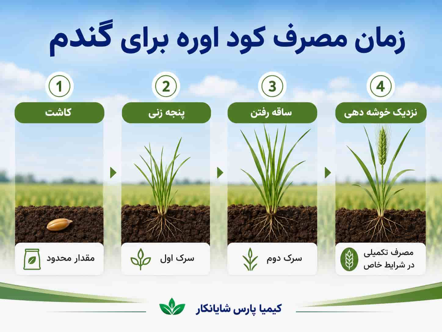زمان مصرف کود اوره برای گندم در مراحل مختلف رشد گندم