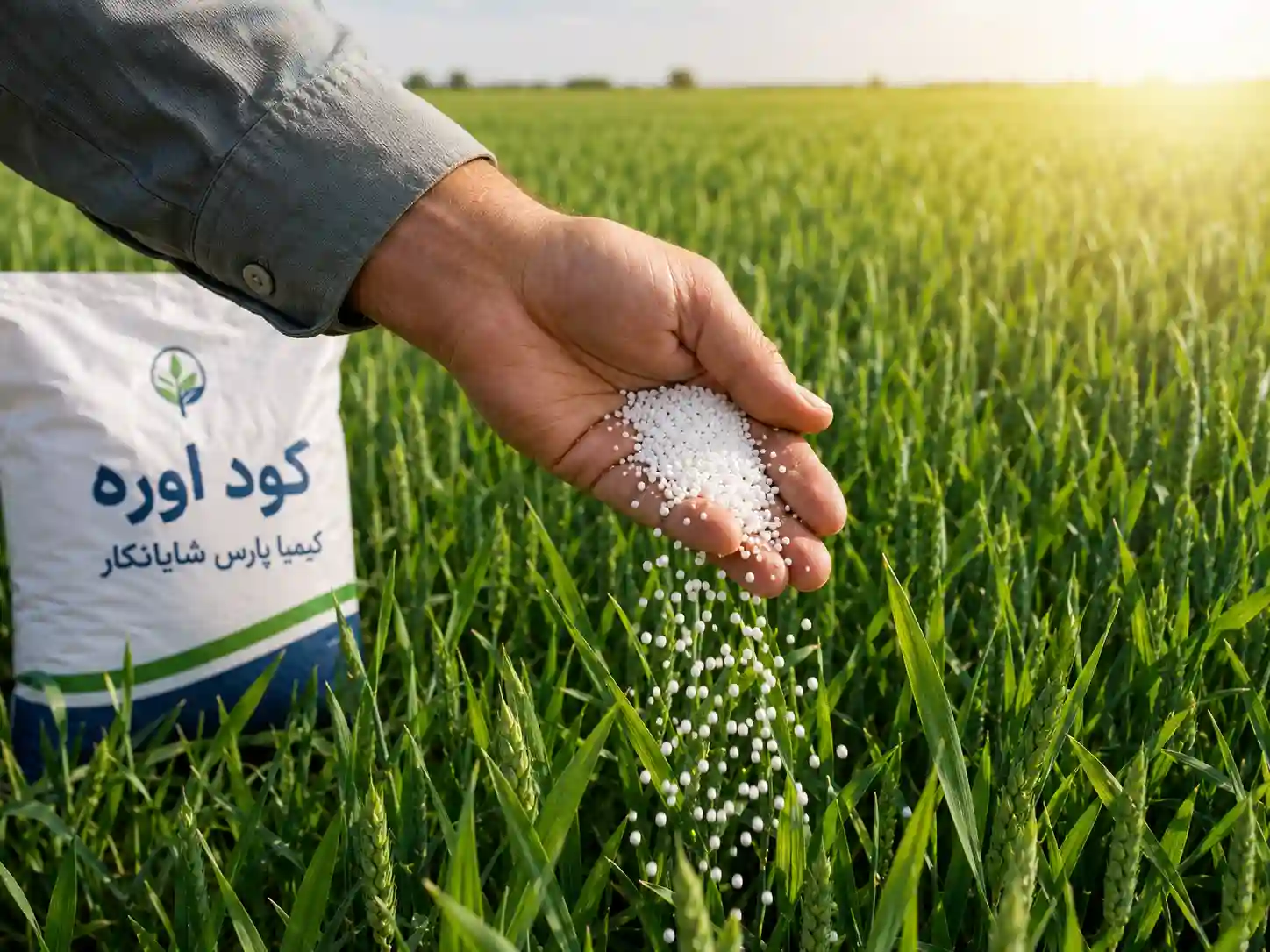 کود اوره برای گندم آبی؛ بهترین روش مصرف همراه آبیاری