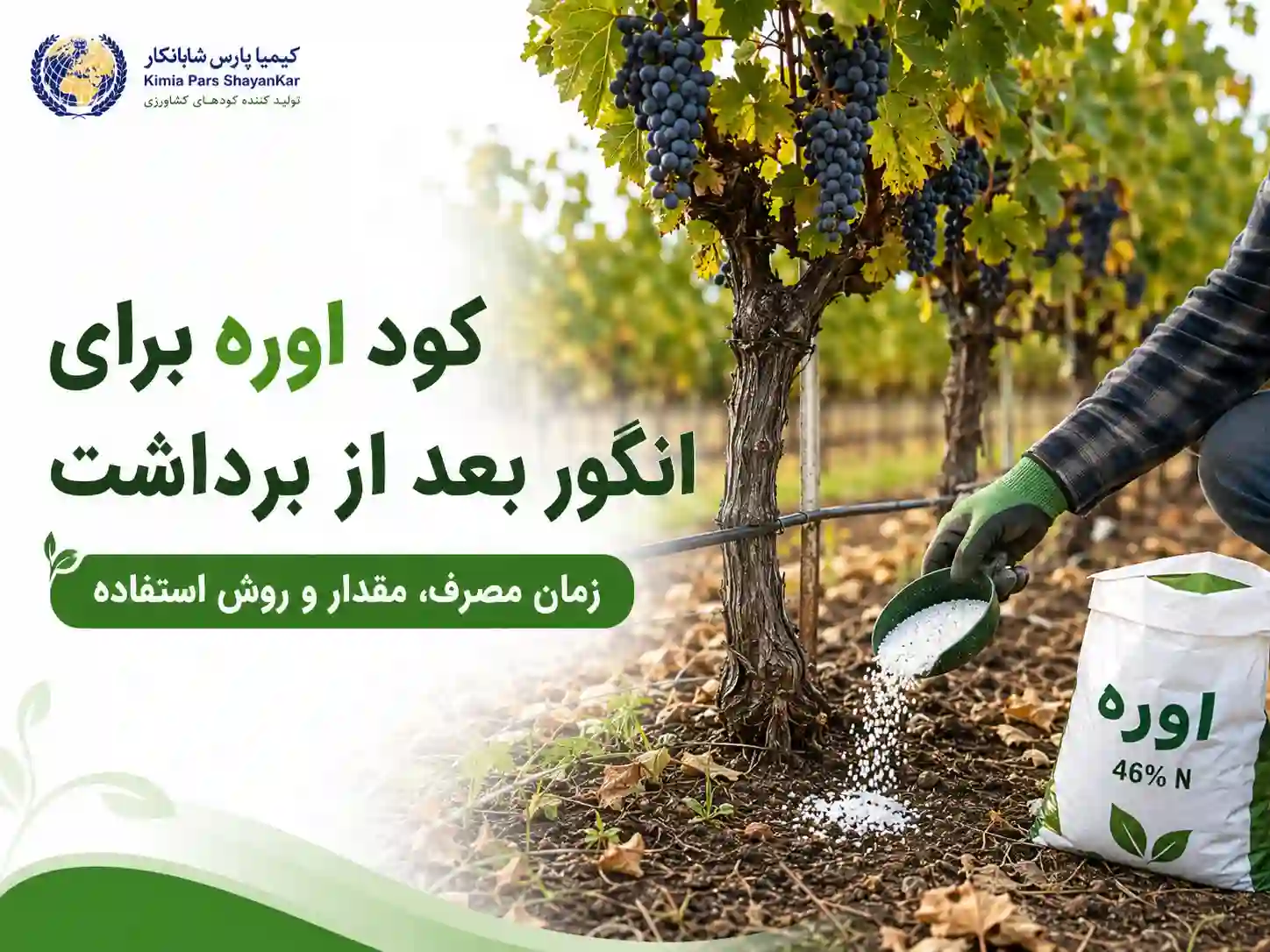 کود اوره برای انگور بعد از برداشت؛ زمان مصرف، مقدار کوددهی و برنامه تغذیه تاکستان