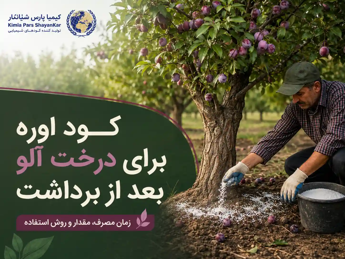 کود اوره برای درخت آلو بعد از برداشت