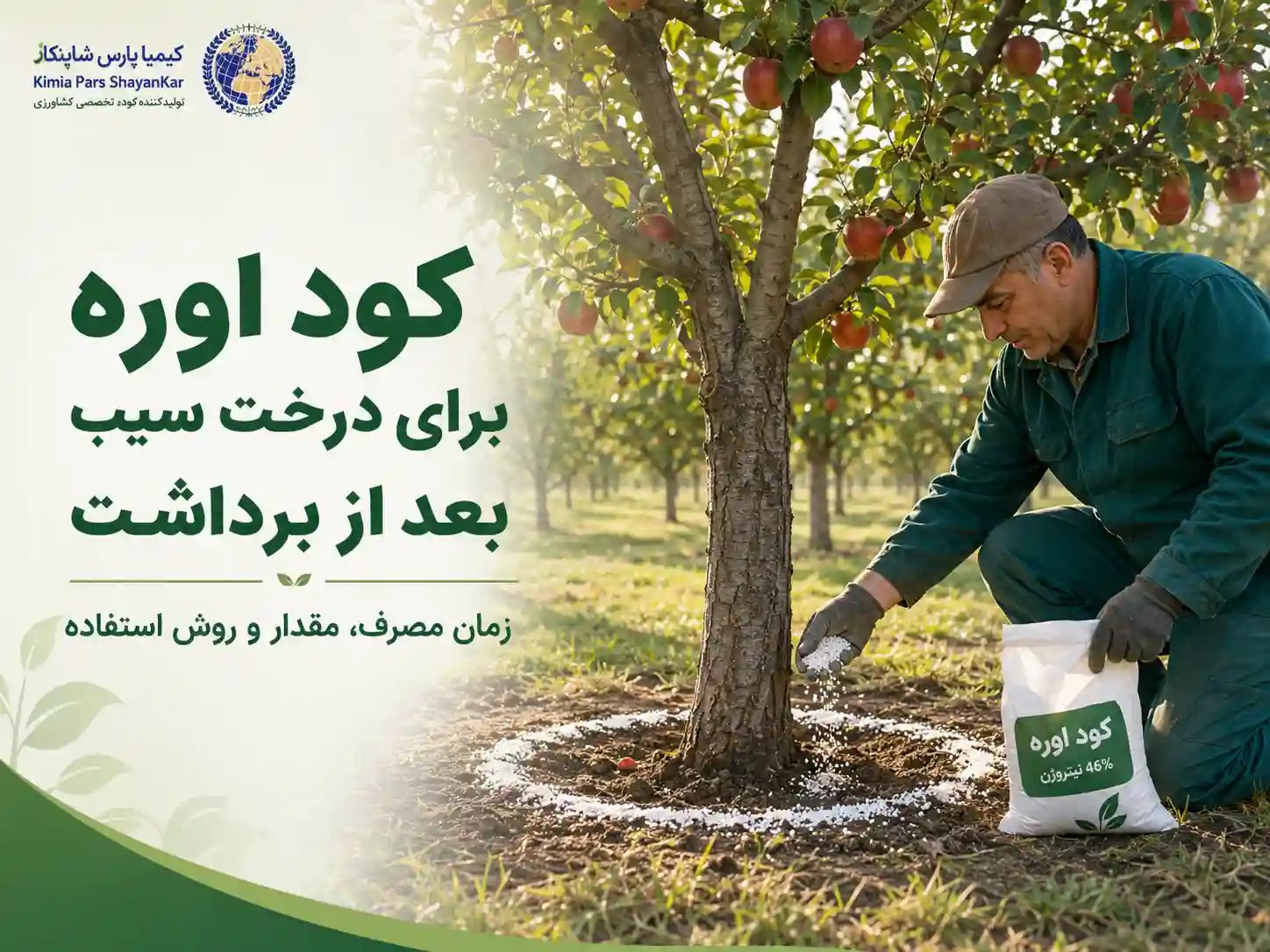 کود اوره برای درخت سیب بعد از برداشت؛ برنامه تغذیه، زمان مصرف و مقدار کوددهی باغ سیب
