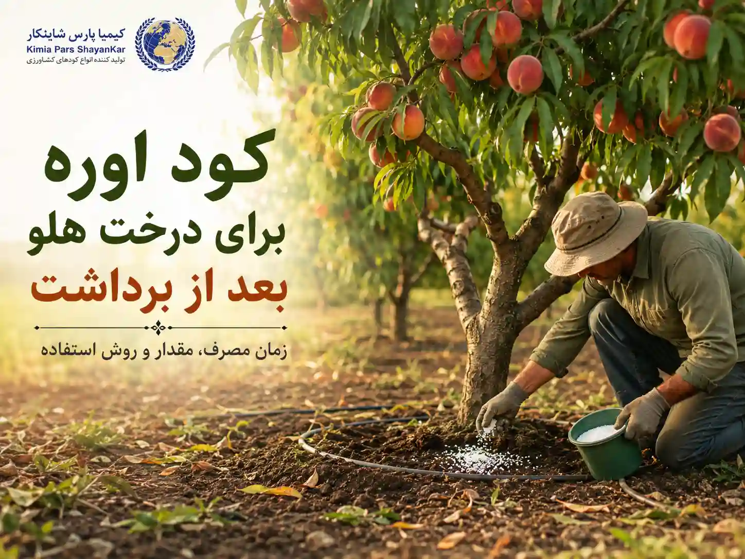 کود اوره برای درختان هسته دار بعد از برداشت؛ هلو،