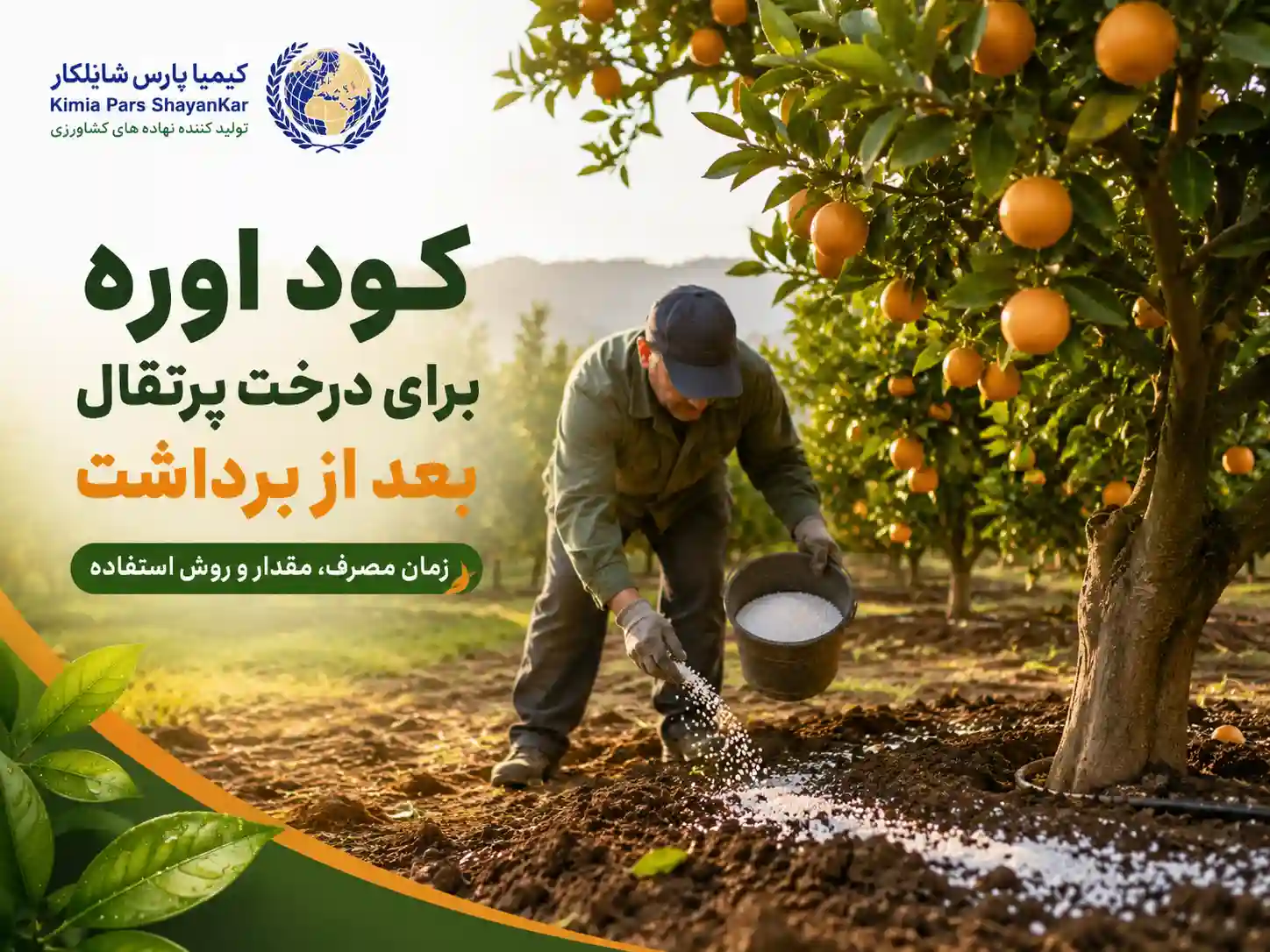 کود اوره برای مرکبات بعد از برداشت؛ برنامه تغذیه پرتقال، نارنگی، لیمو و کیوی