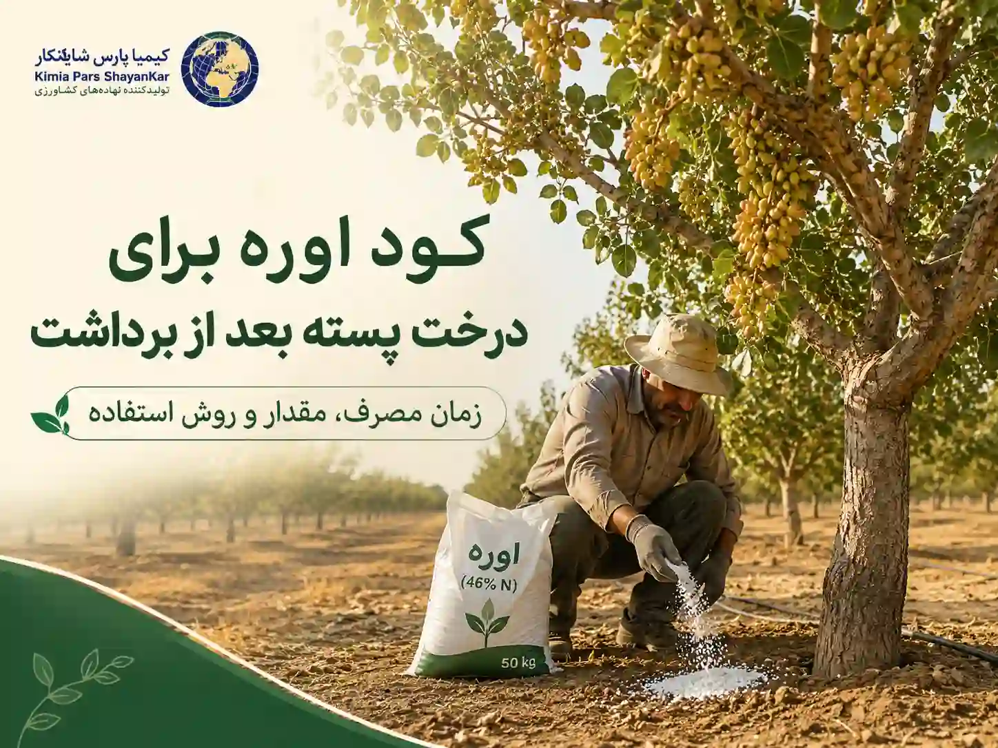 کود اوره برای درخت پسته بعد از برداشت؛ زمان مصرف، مقدار کوددهی و برنامه تغذیه باغ پسته