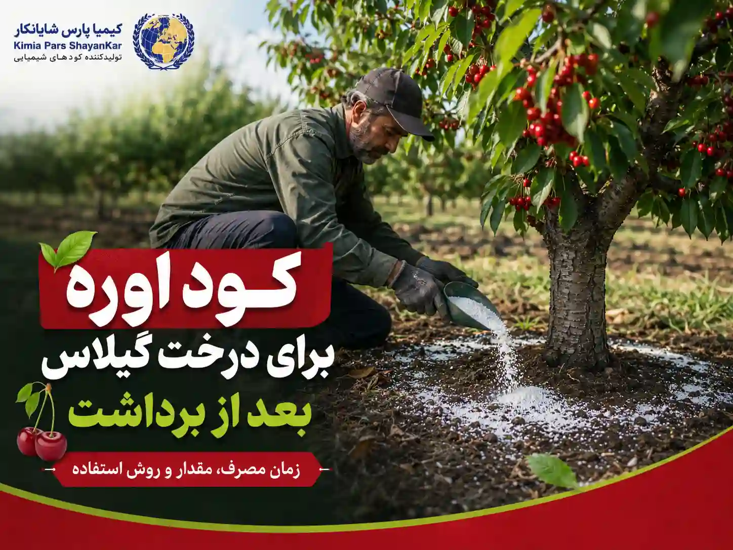 کود اوره برای درخت گیلاس بعد از برداشت