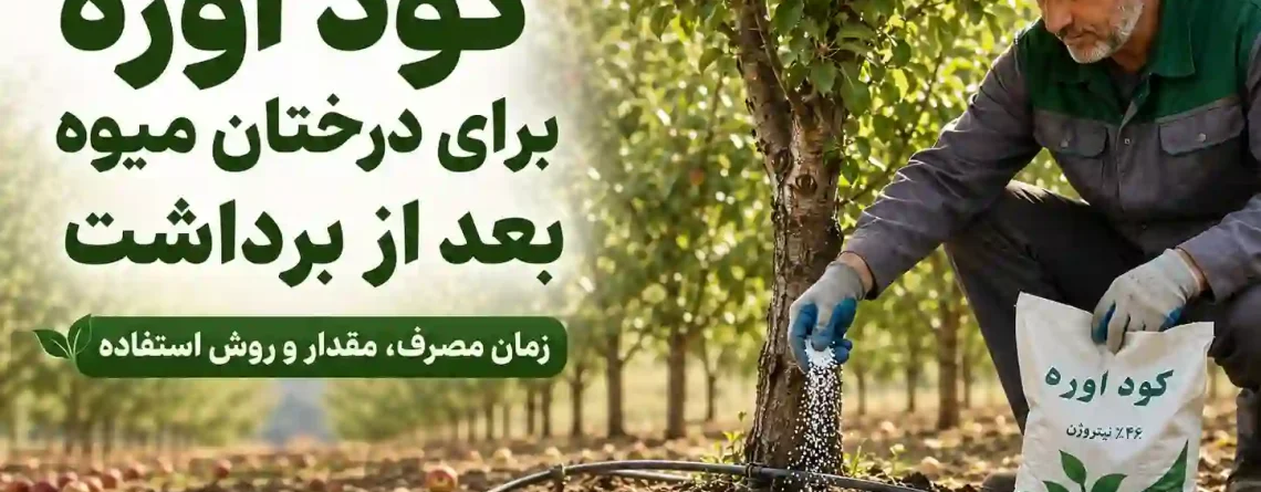 کود اوره برای درختان میوه بعد از برداشت؛ زمان مصرف، مقدار کوددهی و روش صحیح
