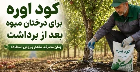 کود اوره برای درختان میوه بعد از برداشت؛ زمان مصرف، مقدار کوددهی و روش صحیح