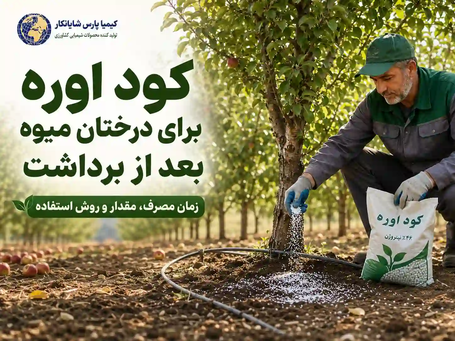 کود اوره برای درختان میوه بعد از برداشت؛ زمان مصرف، مقدار کوددهی و روش صحیح