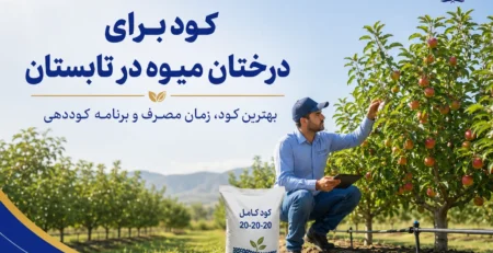 کود برای درختان میوه در تابستان؛ بهترین کود، زمان مصرف و برنامه کامل کوددهی